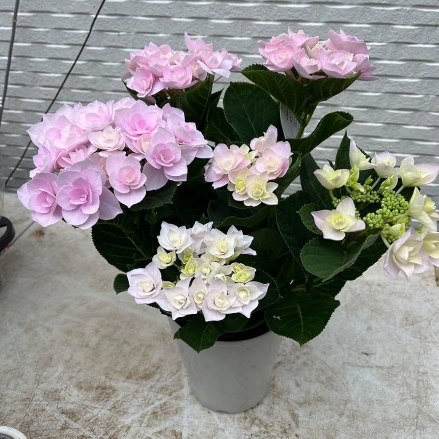 Amazon.co.jp: 紫陽花 アジサイ フルーリン ピンク 5号 2